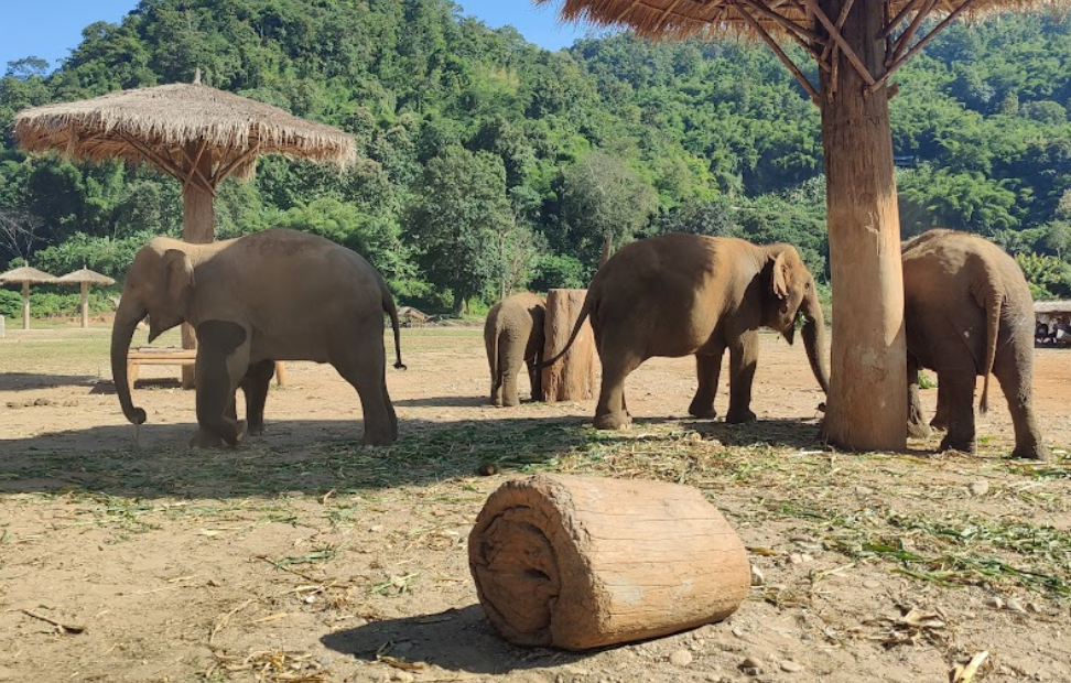 Chiang mai elephant