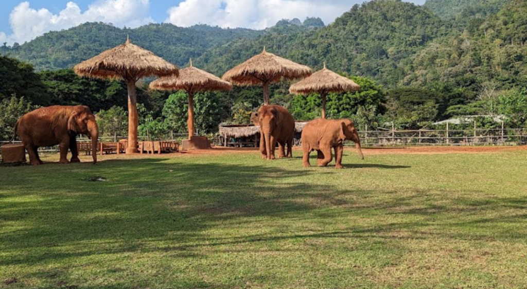 Chiang mai elephant nature