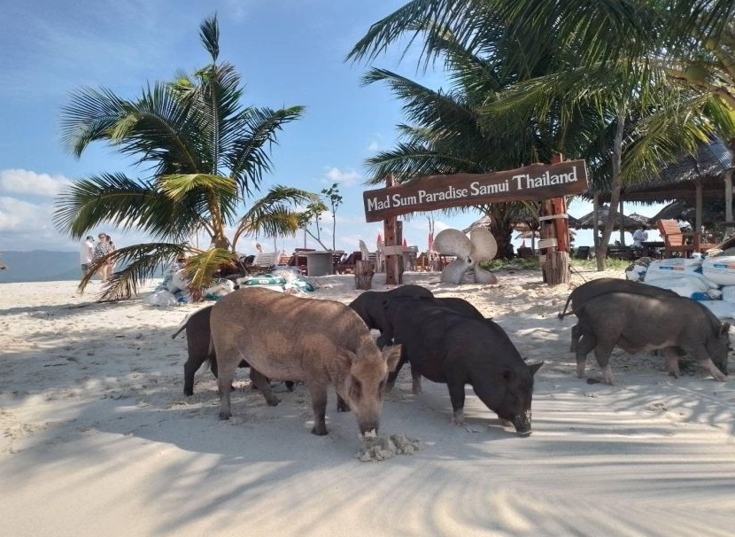 que visiter à koh samui cochon