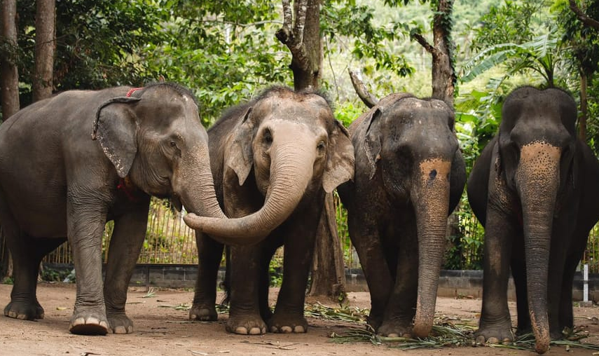 que visiter à koh samui elephant