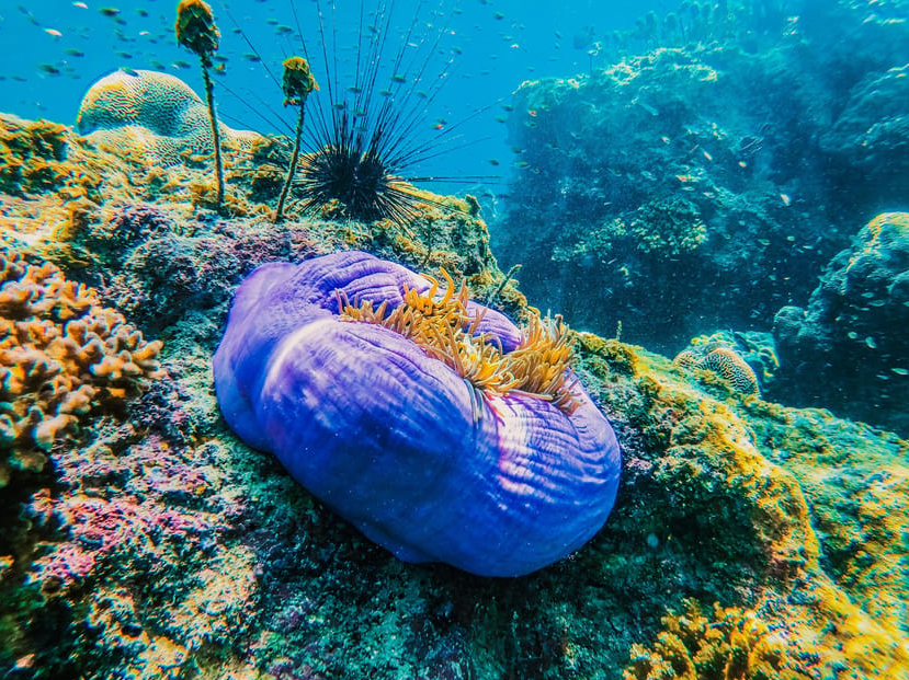 koh tao activités nautiques