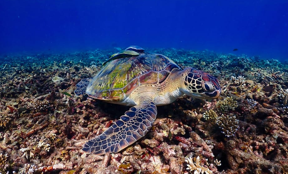 koh tao tortues plongée