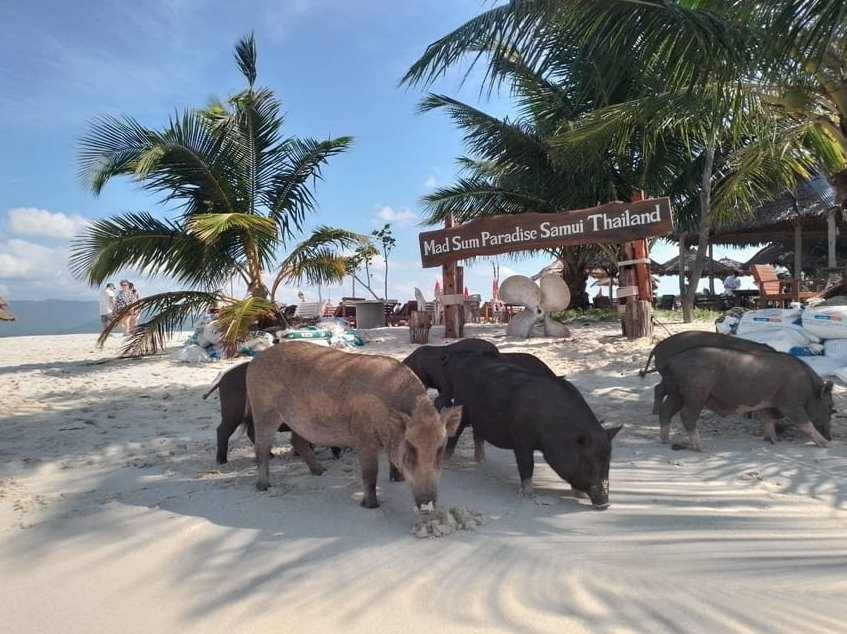 ile des cochons