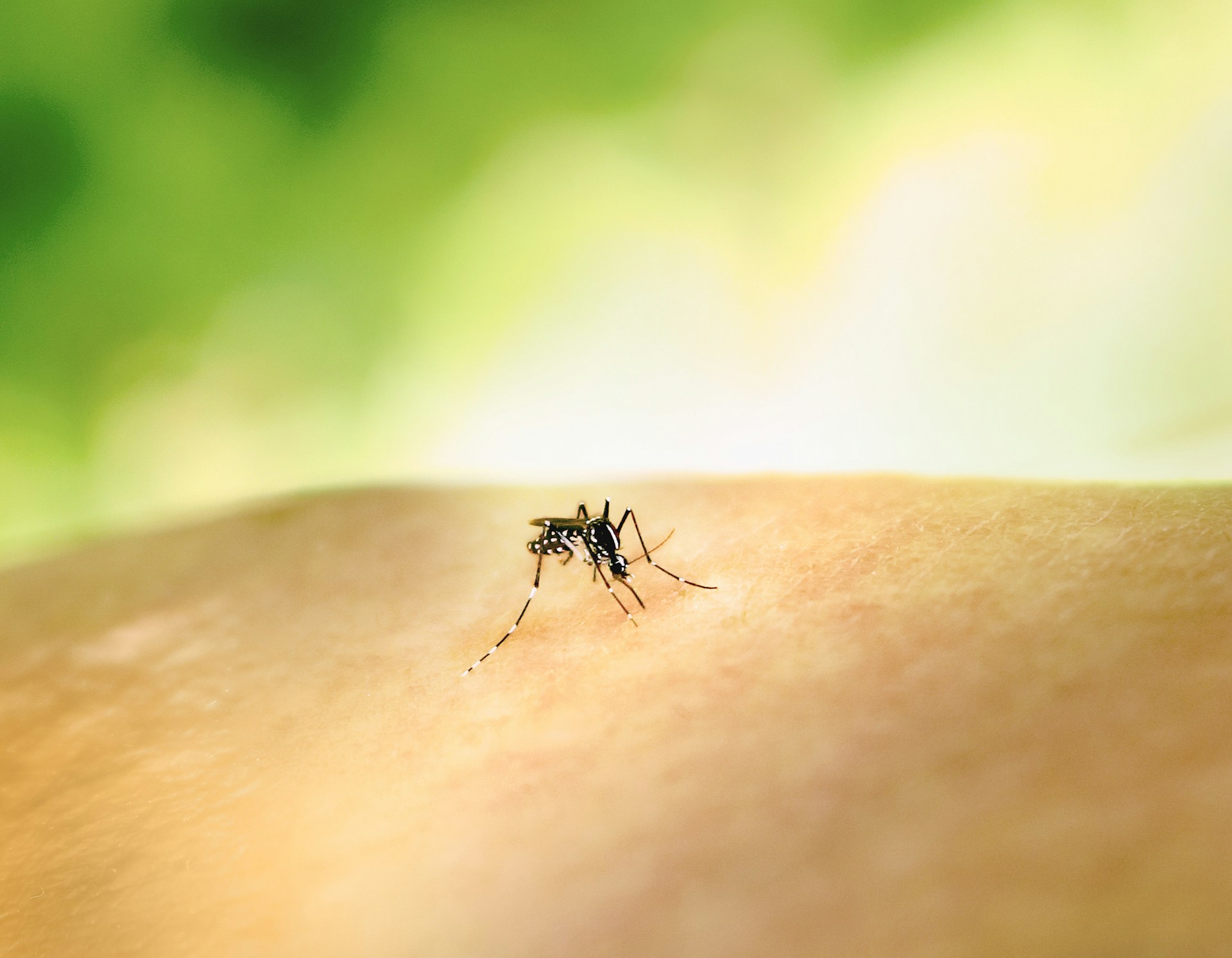 You are currently viewing Le danger des moustiques en Thaïlande : Tout ce qu’il faut savoir avant de partir