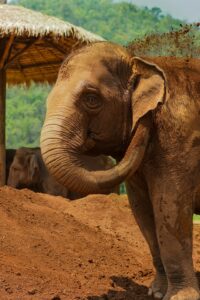 Lire la suite à propos de l’article Explorer la Faune Unique de Thaïlande : Un Voyage au Cœur de la Biodiversité