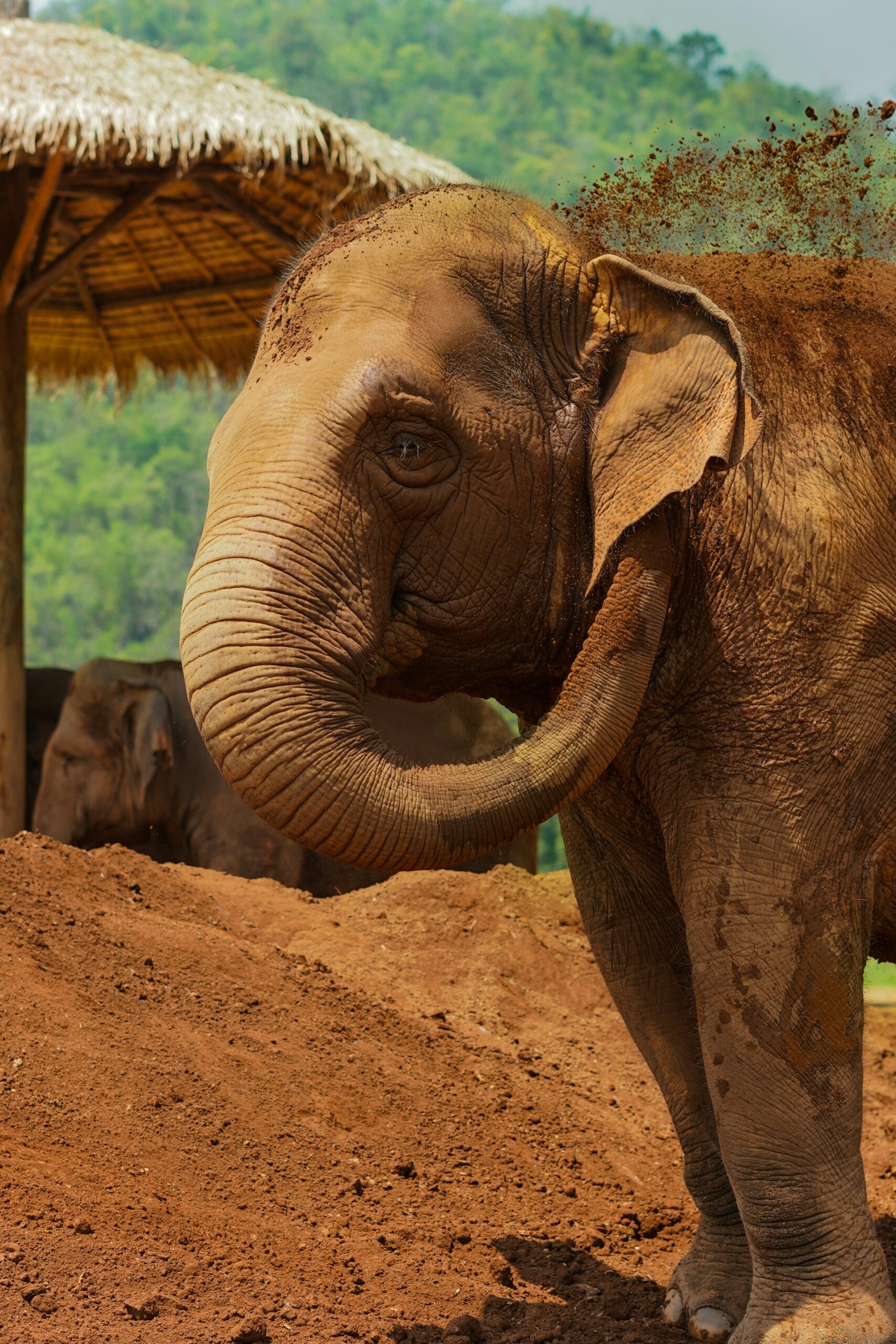 You are currently viewing Explorer la Faune Unique de Thaïlande : Un Voyage au Cœur de la Biodiversité