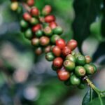 Visiter une plantation de café en Thaïlande : une expérience à ne pas manquer
