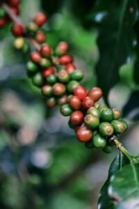 Lire la suite à propos de l’article Visiter une plantation de café en Thaïlande : une expérience à ne pas manquer
