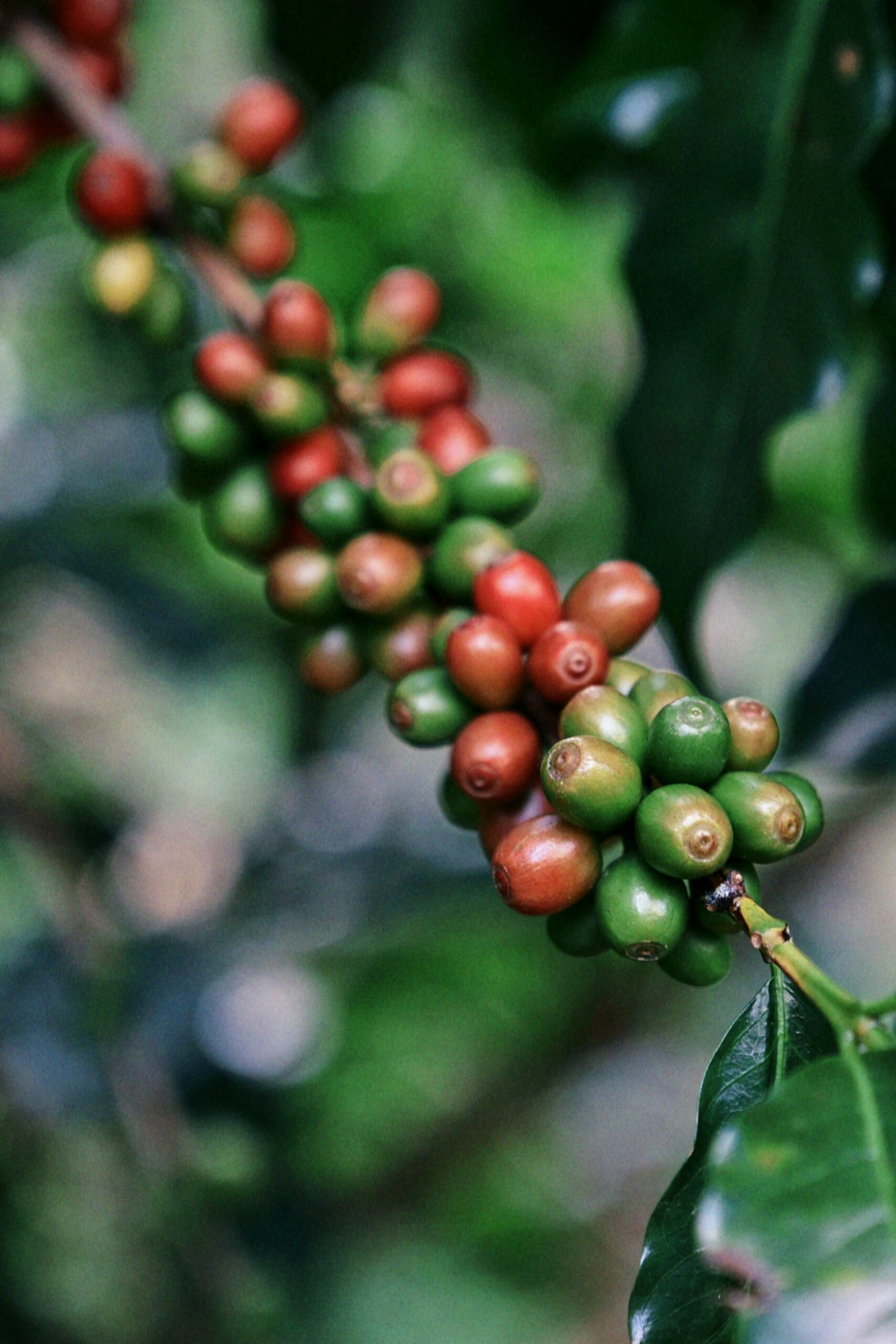 You are currently viewing Visiter une plantation de café en Thaïlande : une expérience à ne pas manquer